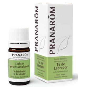 TE DE LABRADOR RAMA FLORI aceite esencial 5 ml.