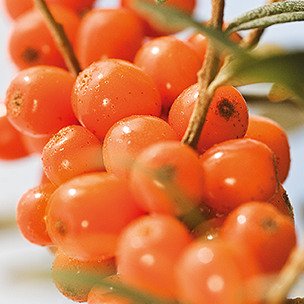 Weleda Aceite espino amarillo - 100ml - PACK de 2