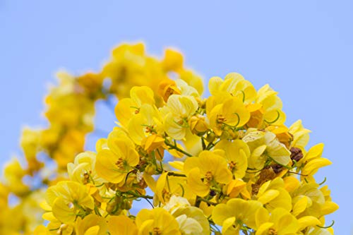 Roha MAX - Complemento alimenticio para regular tránsito intestinal, bote 60 g, hojas de sen, aromas de hibisco, regaliz y menta, masticable o infusión, FAES FARMA