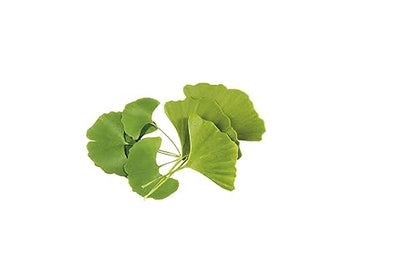 Novadiet - ELEMENTALES GINKGO Cápsulas con Ginkgo Biloba - Complemento Alimenticio - Para la Circulación en Todo el Cuerpo y la Salud Cerebral - 30 Cápsulas Vegetales