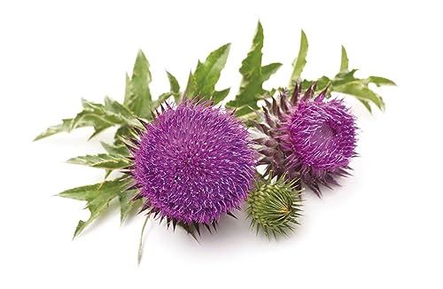Novadiet - ELEMENTALES CARDO MARIANO Cápsulas con Cardo Mariano – Complemento Alimenticio Para la Salud del Hígado y la Vesícula Biliar - 30 Cápsulas Vegetales