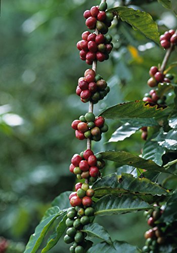 Destinatio Cafe Soluble Liofilizado Descafeinado Bio 100 Gr Paquete 100 Gramos - Cultivo Ecologico 100 ml