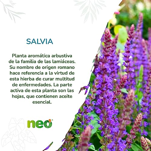 NEO | Extracto Seco de Hojas de Salvia | 45 Cápsulas | 200 mg | Ayuda a Mejorar los Síntomas de la Menopausia | Suplemento Alimenticio Natural con Ácido Rosmarínico