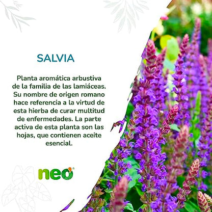 NEO | Extracto Seco de Hojas de Salvia | 45 Cápsulas | 200 mg | Ayuda a Mejorar los Síntomas de la Menopausia | Suplemento Alimenticio Natural con Ácido Rosmarínico