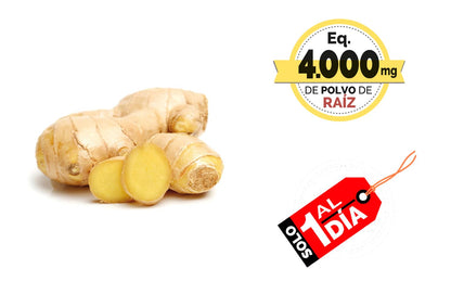 Novadiet - ELEMENTALES JENGIBRE Càpsula con Jengibre - Complemento Alimenticio Antiinflamatorio y Digestivo - Para Aliviar Digestiones Pesadas, Hinchazón y el Dolor Menstrual.- 30 Cápsulas Vegetales