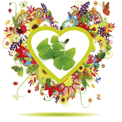 HERBODIET GINKGO 50 ml