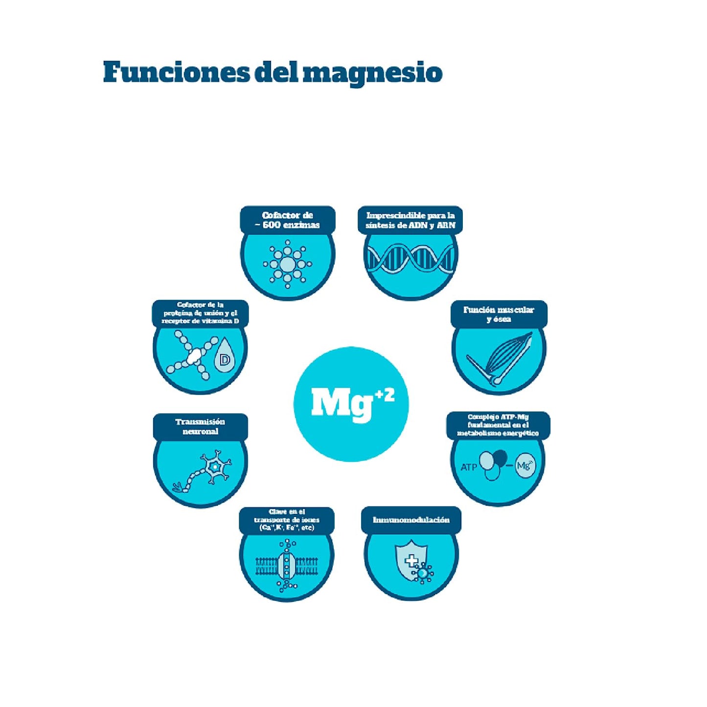 Kiroot Mag-Root Basic 120 Cápsulas - Complemento Alimenticio para Huesos y Músculos | Beneﬁcios para la Salud Ósea y Muscular en una Sola Cápsula | Apto para Veganos