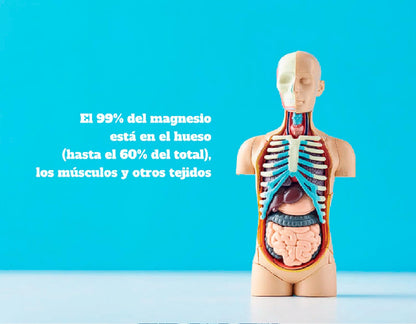 Kiroot Mag-Root Basic 120 Cápsulas - Complemento Alimenticio para Huesos y Músculos | Beneﬁcios para la Salud Ósea y Muscular en una Sola Cápsula | Apto para Veganos