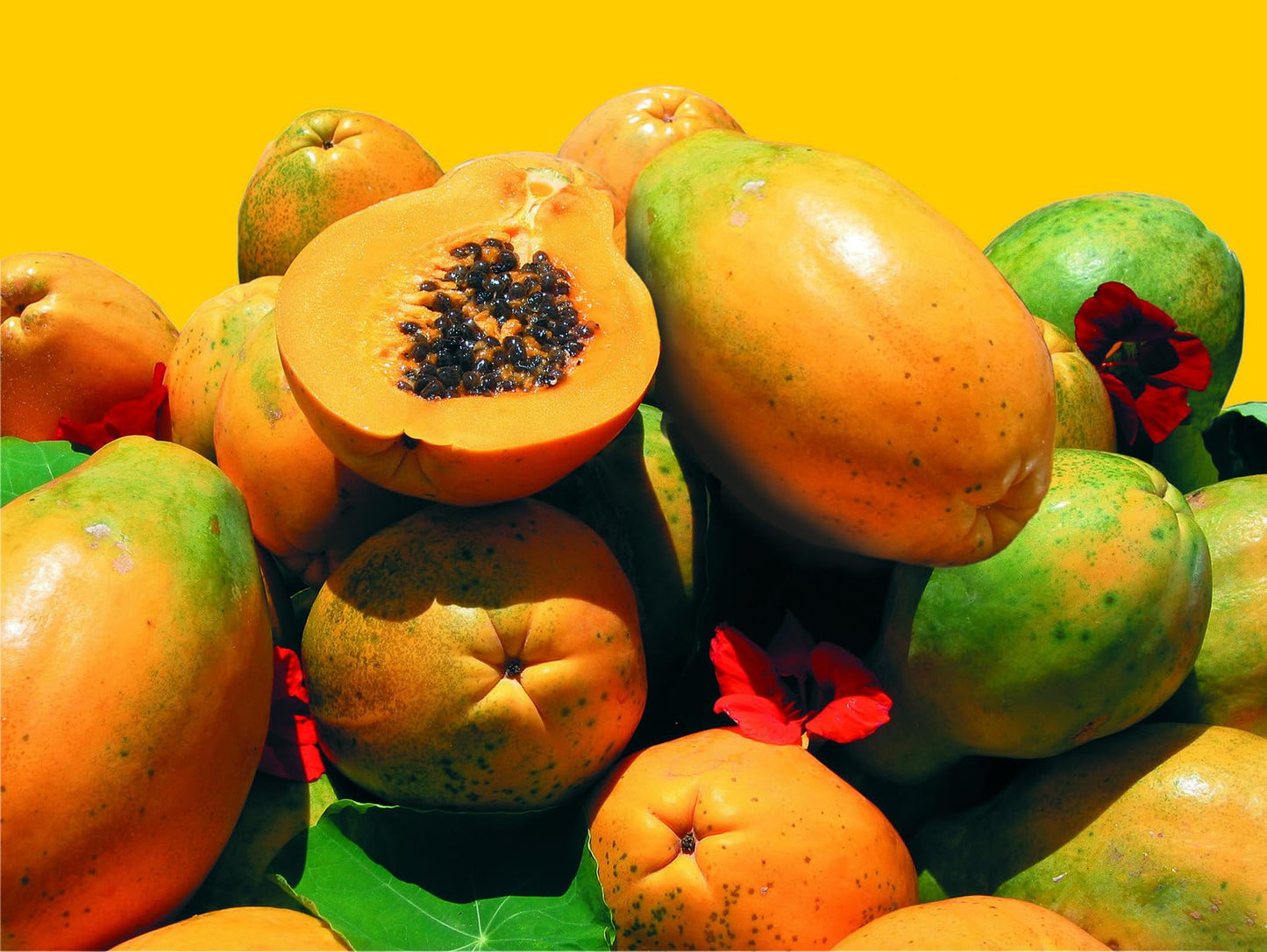 Caricol - Con Enzimas Digestivas de Papaya - Promueve un Sistema Digestivo Sano - 20 Estuches Individuales de 20 g - Gran Fuente de Nutrientes - Sin Aditivos - 100% Natural