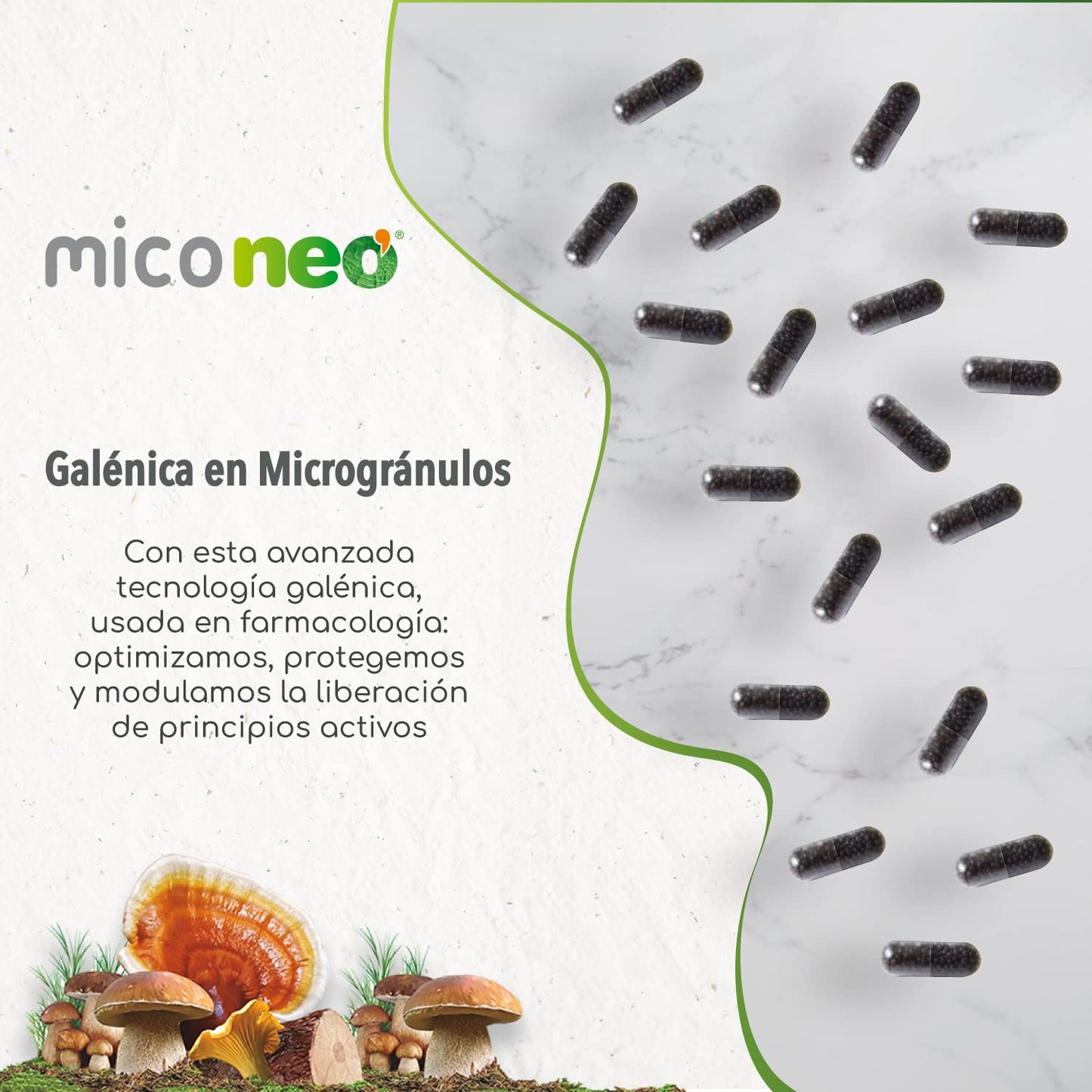 Mico NEO | Melena de León | Mejora el Bienestar Digestivo| Hongos de Agricultura Ecológica | Apto para Vegetarianos | Sin gluten ni derivados lácteos | Microgránulos NEO | 60 Cápsulas