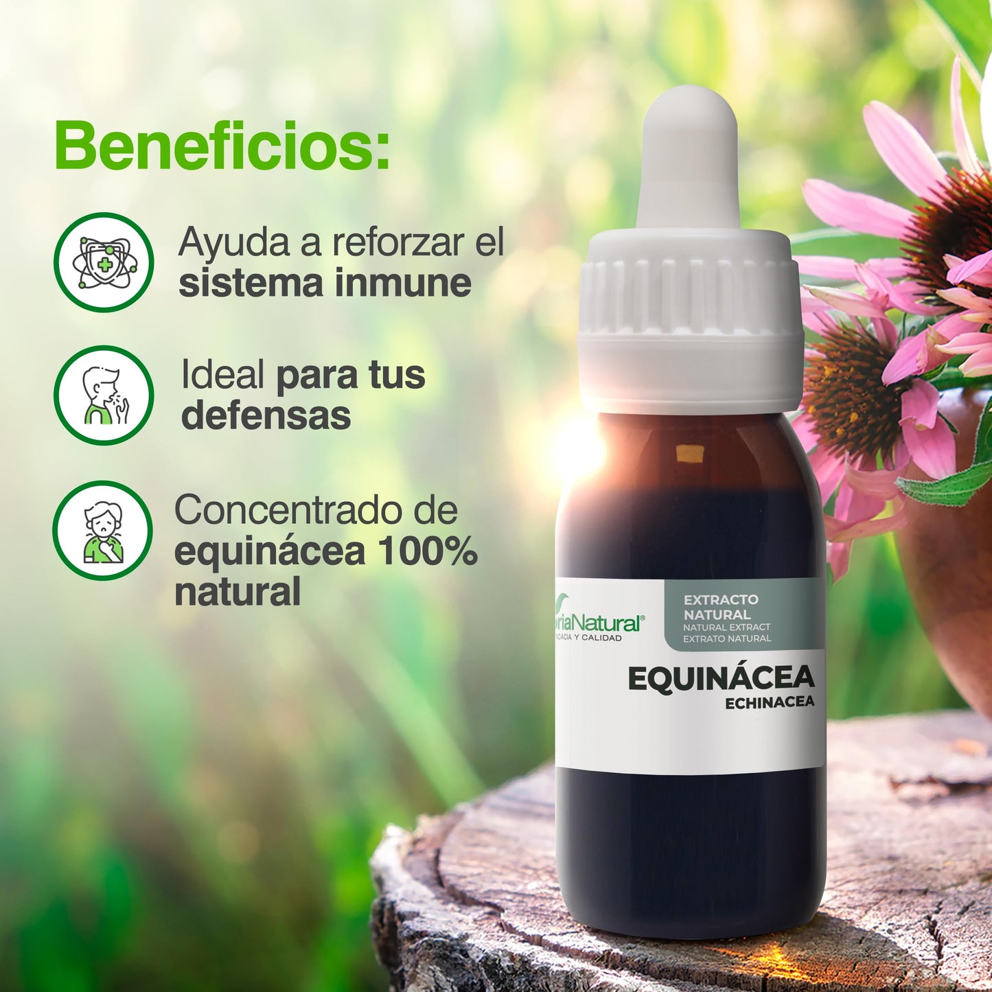 Soria Natural Extracto de Equinácea - Refuerza tus defensas de forma natural - Ayuda al sistema inmunológico - Extracto de Planta 100% Natural Alta Absorción - Botella con 50ml