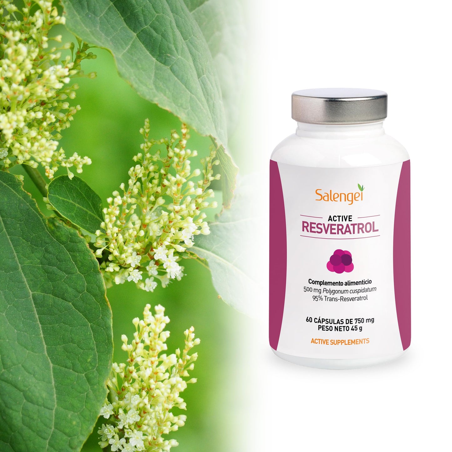 ACTIVE RESVERATROL - Trans Resveratrol 95%. MAXIMA PUREZA, RESVERATROL DE FUENTE NATURAL | Antioxidante | Propiedades anti edad | Polygonum cuspidatum |60 cápsulas de 500 mg |