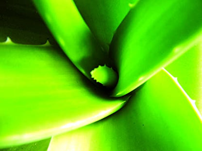 So'Bio Étic Crème Légère Hydratante 24 H Jour au Pur Jus d'Aloe Vera Bio Tube de 50 ml