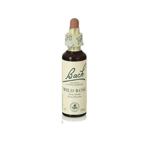 Wildrose (Bachblüten) 20 ml Original Bachblüten