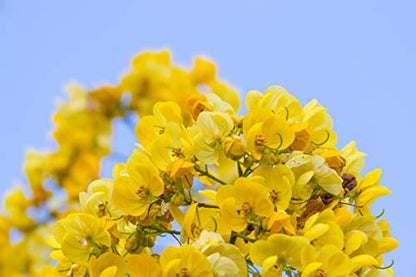 Roha MAX - Complemento alimenticio para regular tránsito intestinal, bote 60 g, hojas de sen, aromas de hibisco, regaliz y menta, masticable o infusión, FAES FARMA