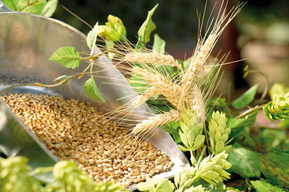 Panaktiv ® - Levadura De Cerveza viva Líquida Celular 500ml