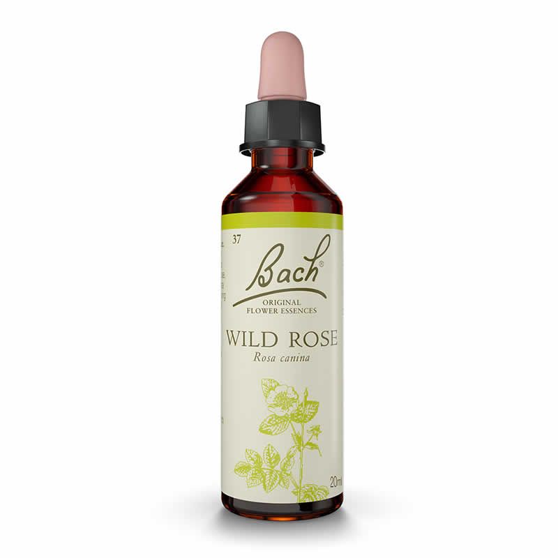 (37) Wild Rose